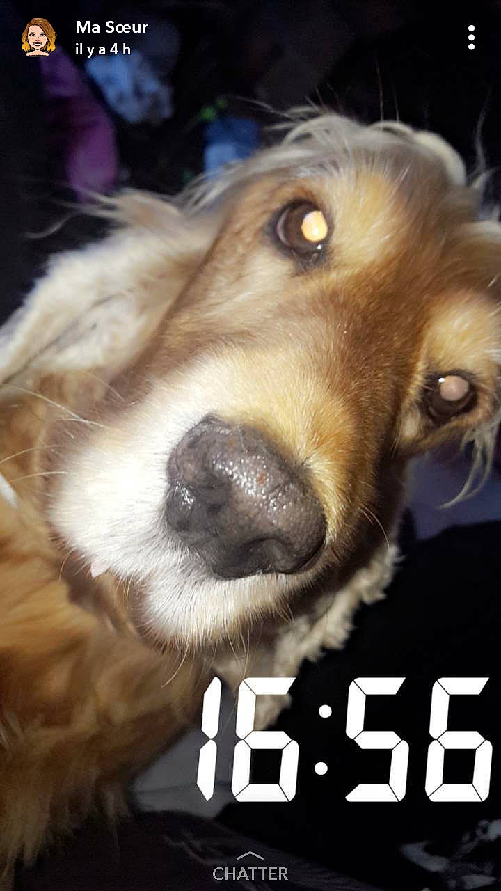 Gladys a rejoint le concours — aidez-le/la à gagner de superbes lots ! dog, dog_breed, dog_breed_group, dog_like_mammal, fauna, fur, golden_retriever, nose, person, photo_caption, puppy_love, retriever, snout, sporting_group, whiskers