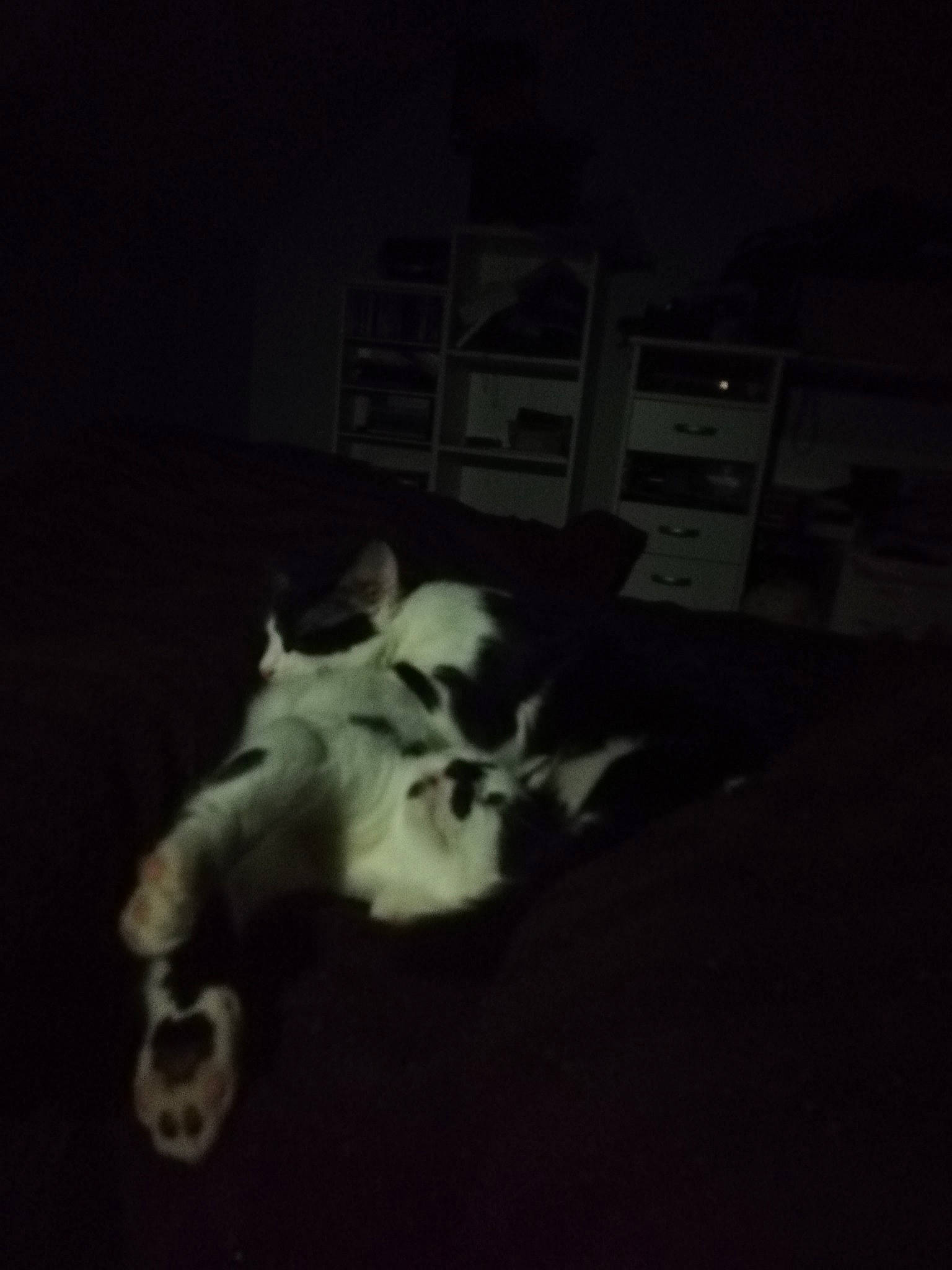 Felix Et Tokyo a rejoint le concours — aidez-le/la à gagner de superbes lots ! atmosphere, black, black_and_white, darkness, design, font, head, light, monochrome, monochrome_photography, night, organism, photography, room, sky, snapshot, space, still_life_photography, stock_photography, white