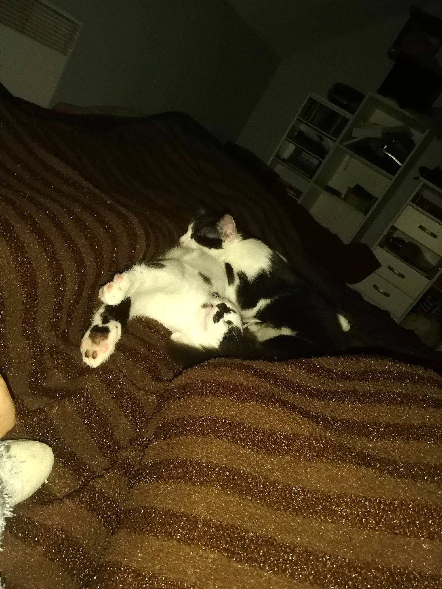 Felix Et Tokyo a rejoint le concours — aidez-le/la à gagner de superbes lots ! bed, bed_sheet, canidae, carnivore, cat, dog, furniture, linens, non_sporting_group, room, sleep