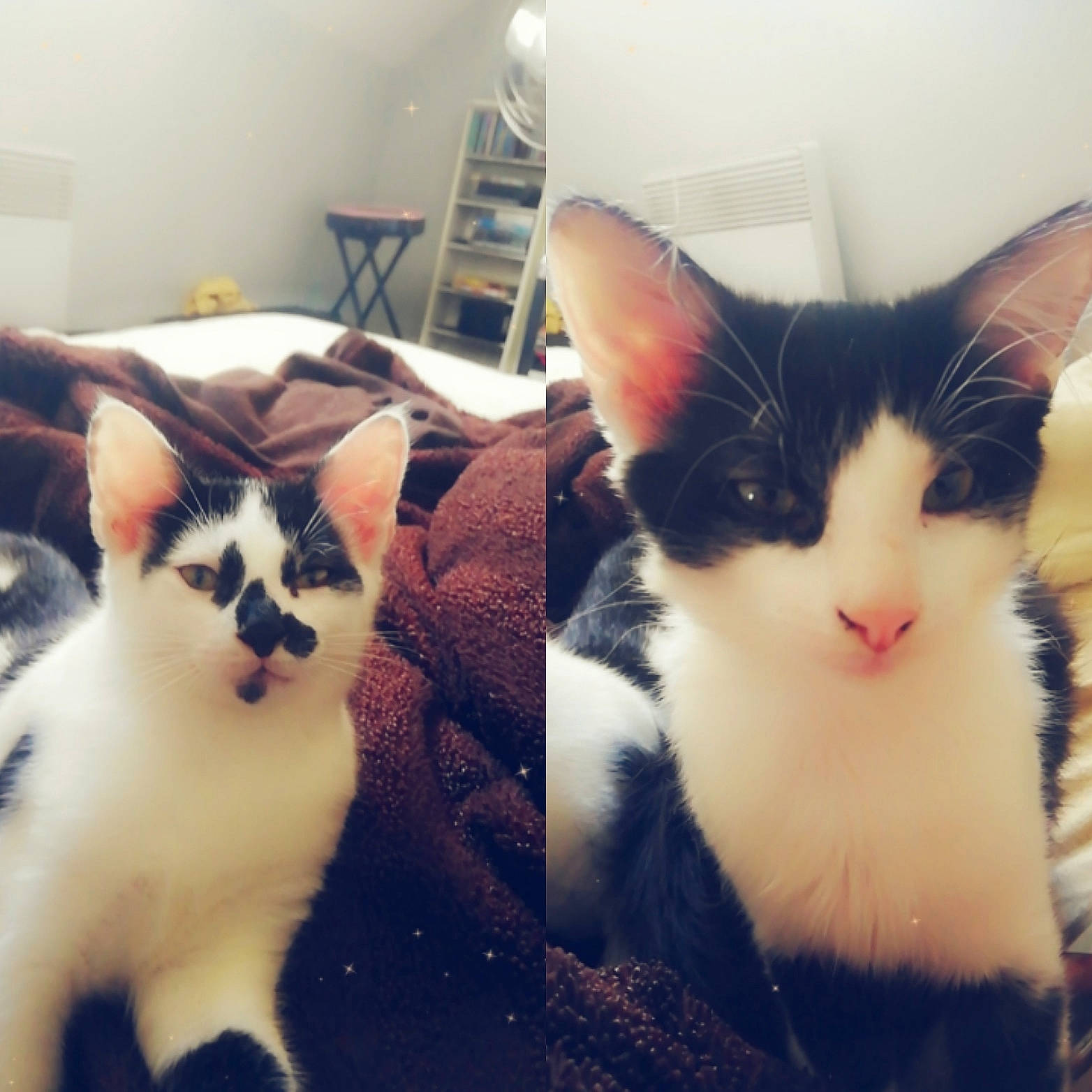 Felix Et Tokyo participe au concours pour gagner de l'argent avec cette photo : aegean_cat, black_and_white, carnivore, cat, domestic_short_haired_cat, ear, european_shorthair, eye, felidae, fur, head, kitten, nose, plant, polydactyl_cat, sky, small_to_medium_sized_cats, square, turkish_van, whiskers