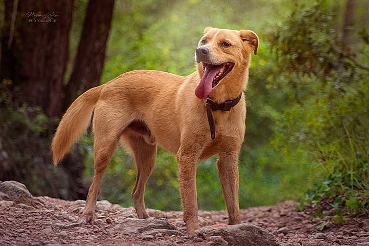 Idole participe au concours pour gagner de l'argent avec cette photo : africanis, canidae, carnivore, dog, dog_breed, fawn, hunting_dog, labrador_retriever, mammal, pariah_dog, pointing_breed, sporting_group, vertebrate