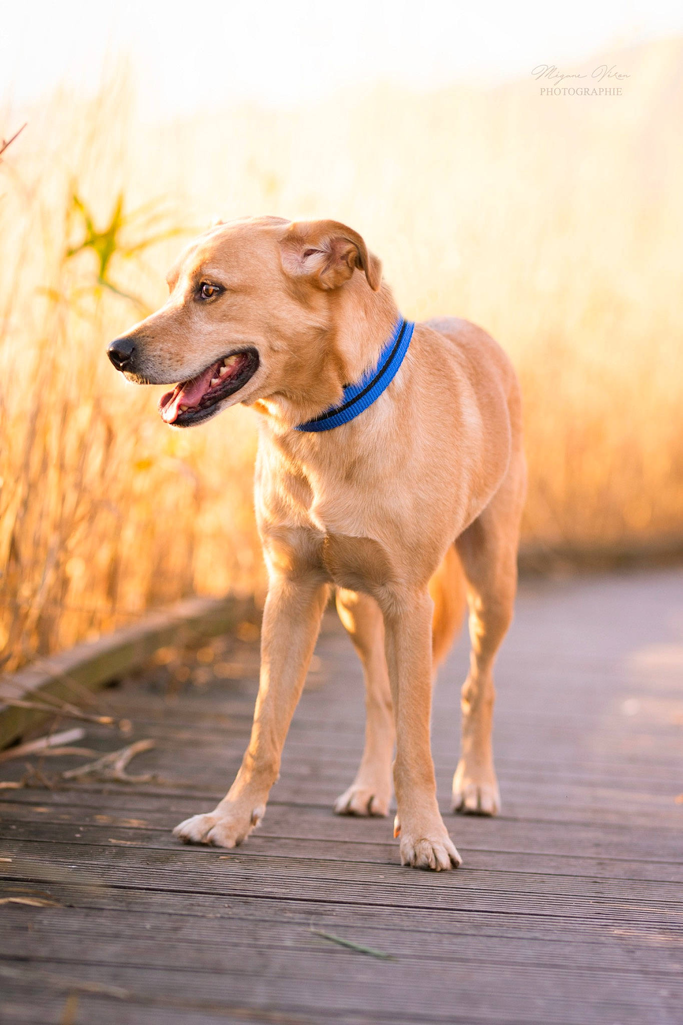 Idole participe au concours pour gagner de l'argent avec cette photo : africanis, azawakh, canidae, carnivore, dog, dog_breed, dog_collar, fawn, galgo_espanol, greyhound, hortaya_borzaya, lurcher, magyar_agar, mammal, potcake_dog, sighthound, snout, sporting_group, vertebrate, whippet