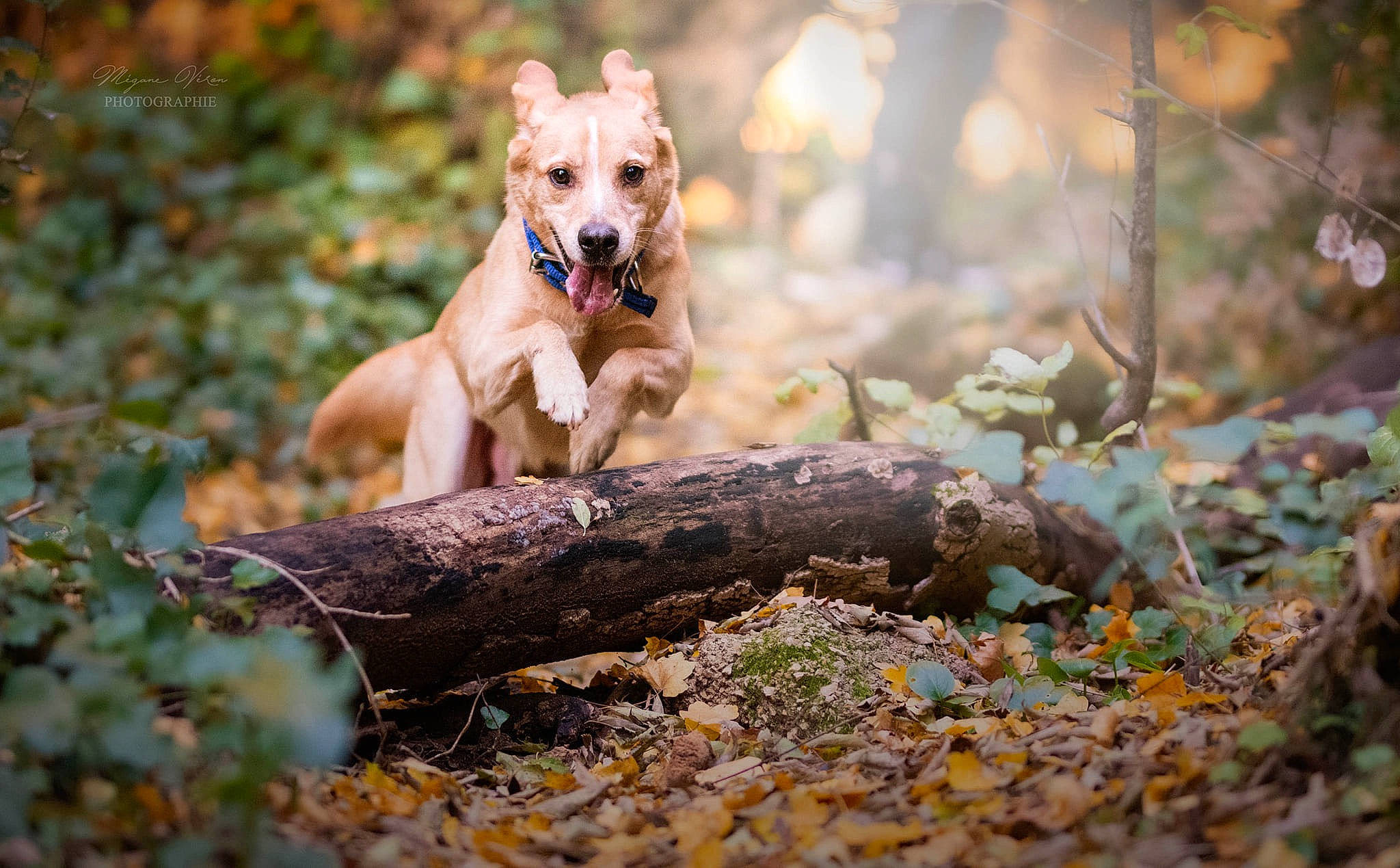 Idole a rejoint le concours — aidez-le/la à gagner de superbes lots ! autumn, canidae, carnivore, carolina_dog, dog, dog_breed, fawn, hunting_dog, labrador_retriever, leaf, mammal, plant, puppy, sporting_group, tree, vertebrate, wildlife