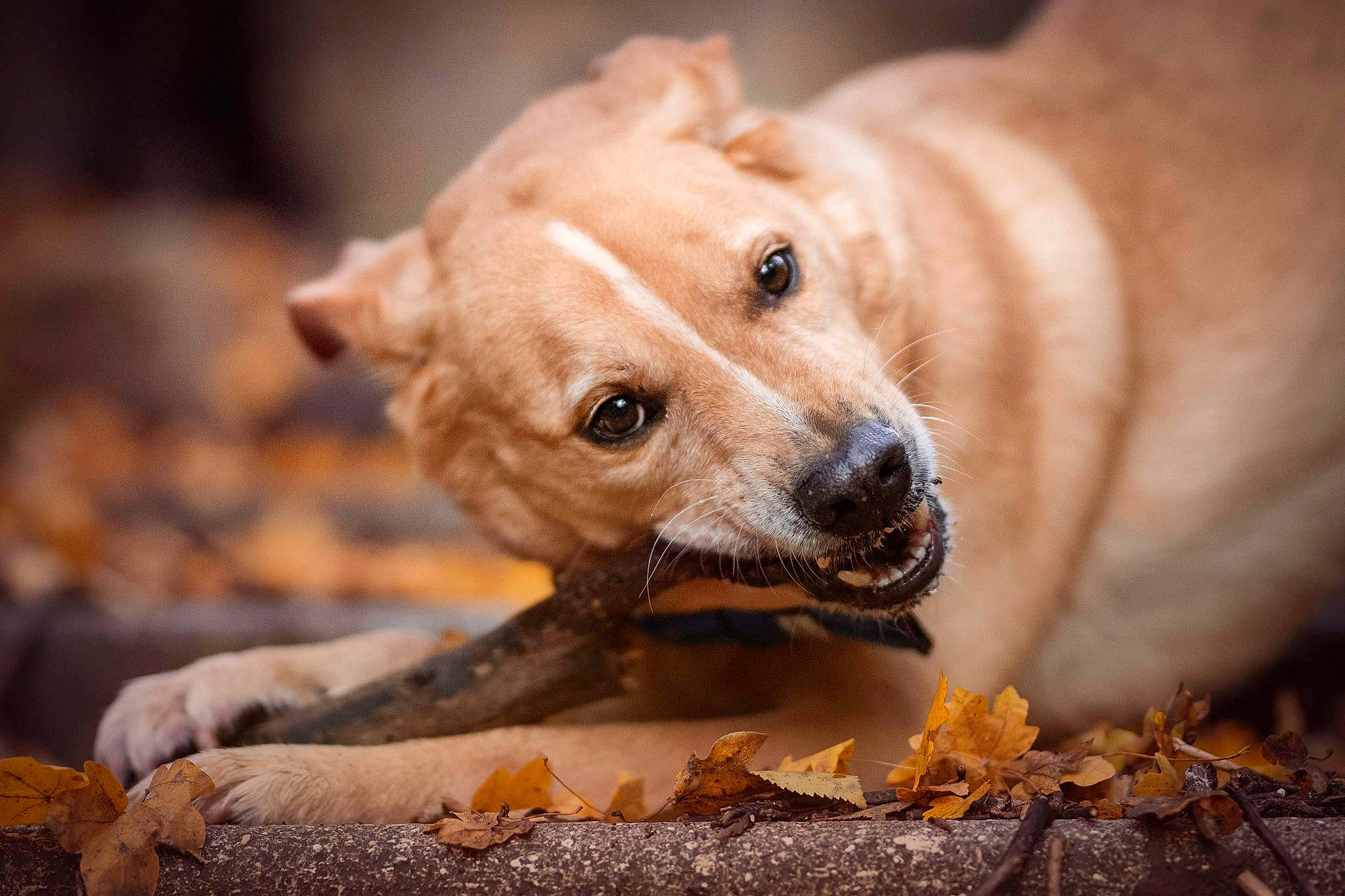 Idole participe au concours pour gagner de l'argent avec cette photo : american_pit_bull_terrier, american_staffordshire_terrier, canidae, carnivore, companion_dog, dog, dog_breed, fawn, mammal, non_sporting_group, puppy, snout, sporting_group