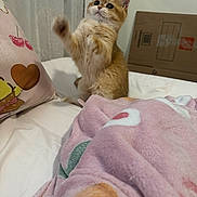 Haru joined the competition — help win amazing prizes! cat, kitten, ginger_cat, fluffy, sitting, raised_paw, cute, animal, pet, portrait, bed, bedroom, blanket, pink_blanket, pillow, heart_pattern, curtains, cardboard_box, indoor, cozy