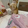 cat, kitten, ginger_cat, fluffy, sitting, raised_paw, cute, animal, pet, portrait, bed, bedroom, blanket, pink_blanket, pillow, heart_pattern, curtains, cardboard_box, indoor, cozy