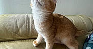 Haru is registered to the contest to win money with this photo: cat, kitten, orange_and_white, tabby, pet, animal, sitting, couch, leather, living_room, indoor, curious, looking_up, whiskers, ears, paws, tail, fur, portrait, cozy