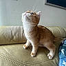 cat, kitten, orange_and_white, tabby, pet, animal, sitting, couch, leather, living_room, indoor, curious, looking_up, whiskers, ears, paws, tail, fur, portrait, cozy