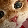 Haru is registered to the contest to win money with this photo: cat, ginger_cat, white_cat, close_up, face, eyes, nose, whiskers, fur, fluffy, pet, animal, portrait, orange_and_white, pink_nose, wide_eyed, indoors, red_fabric, soft_lighting, cute
