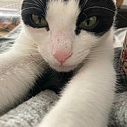 Percy joined the competition — help win amazing prizes! cat, black_and_white, close_up, whiskers, pink_nose, paws, fur, indoor, cozy, mug, holiday_theme, texture, curious, pet, animal, domestic_cat, soft, face, eye, resting