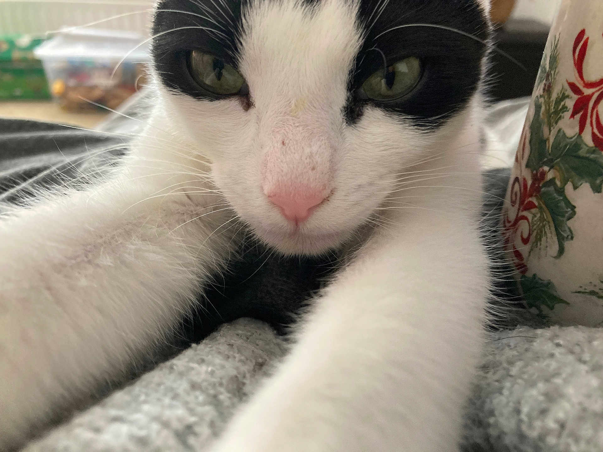 Percy joined the competition — help win amazing prizes! cat, black_and_white, close_up, whiskers, pink_nose, paws, fur, indoor, cozy, mug, holiday_theme, texture, curious, pet, animal, domestic_cat, soft, face, eye, resting