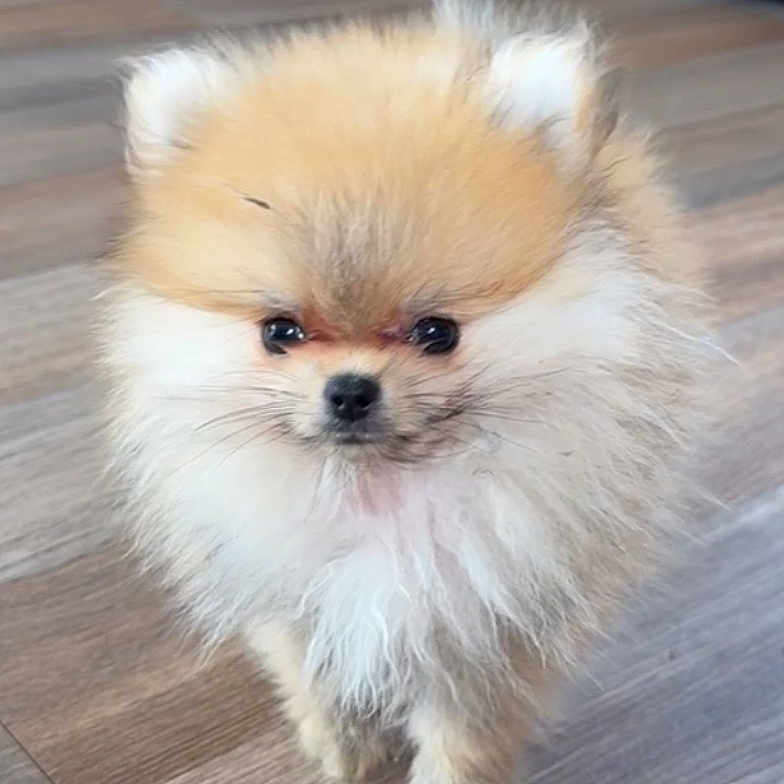 Sherkel a rejoint le concours — aidez-le/la à gagner de superbes lots ! adorable, animal, canine, cute, dog, ears, eyes, face, fluffy, fur, furry, indoors, nose, pet, pomeranian, puppy, small, standing, wooden_floor, young