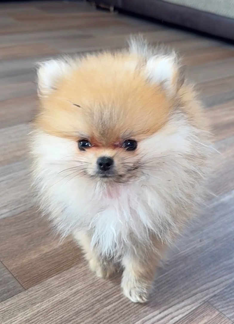 Sherkel a rejoint le concours — aidez-le/la à gagner de superbes lots ! dog, puppy, pomeranian, fluffy, fur, small, cute, pet, indoors, wooden_floor, animal, canine, adorable, young, standing, face, eyes, nose, ears, furry