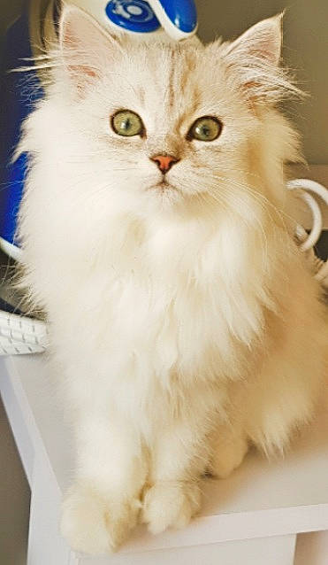 Nala participe au concours pour gagner de l'argent avec cette photo : asian_semi_longhair, british_longhair, british_semi_longhair, carnivore, cat, domestic_long_haired_cat, eye, felidae, fur, kitten, mammal, napoleon_cat, norwegian_forest_cat, persian, ragamuffin, siberian, small_to_medium_sized_cats, turkish_angora, vertebrate, whiskers