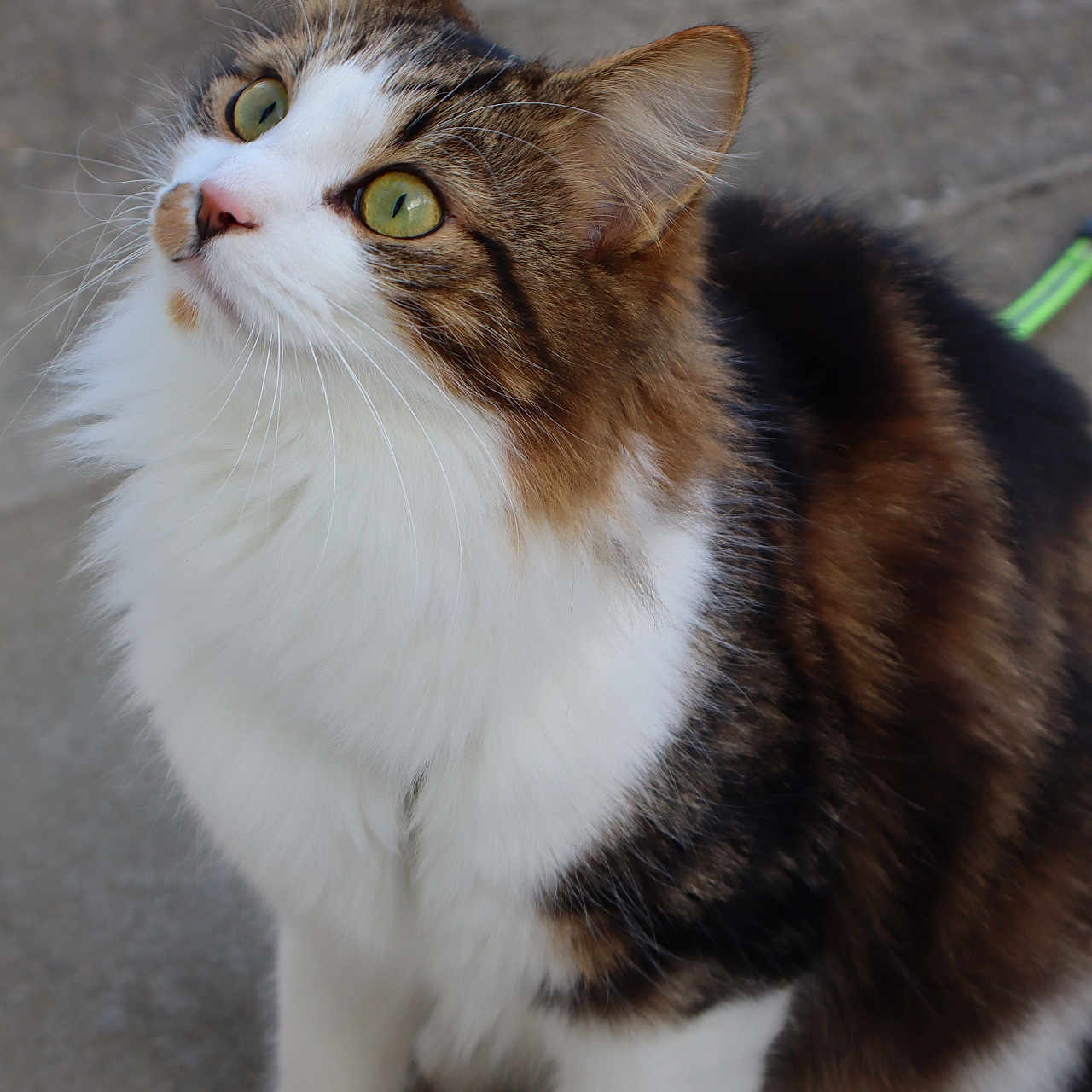 Gauvain participe au concours pour gagner de l'argent avec cette photo : abyssinian, accessories, angora, animal, cat, kitten, leash, manx, pet, siamese, strap