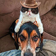 Lil Bear is registered to the contest to win money with this photo: cat, dog, cowboy_hat, pet, animal, indoor, couch, brown, black, white, orange, cute, funny, costume, hat, face, portrait, sitting, domestic, friendship