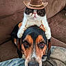 cat, dog, cowboy_hat, pet, animal, indoor, couch, brown, black, white, orange, cute, funny, costume, hat, face, portrait, sitting, domestic, friendship