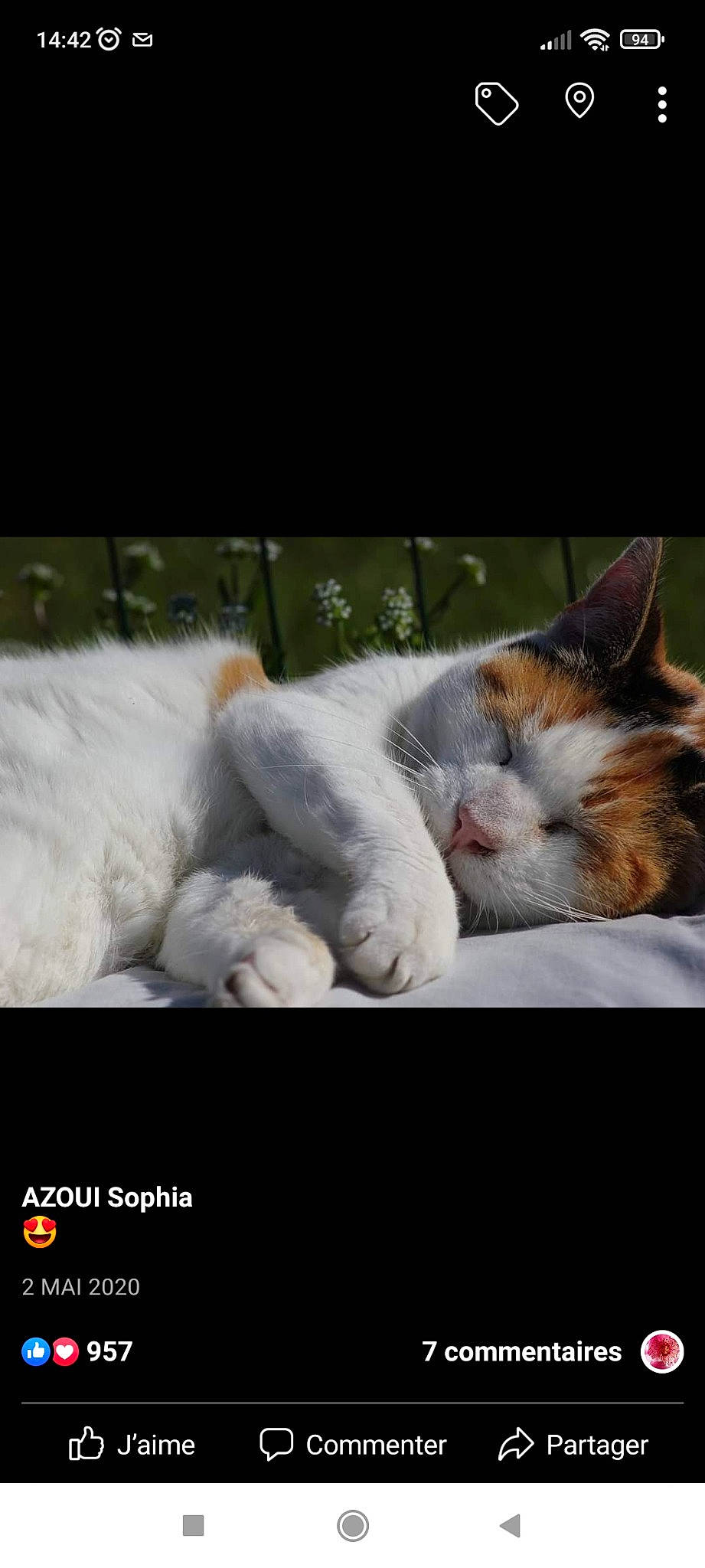 Pépette a rejoint le concours — aidez-le/la à gagner de superbes lots ! carnivore, cat, claw, cloud, comfort, domestic_short_haired_cat, felidae, fur, love, nap, paw, photo_caption, sky, small_to_medium_sized_cats, snout, square, tail, whiskers