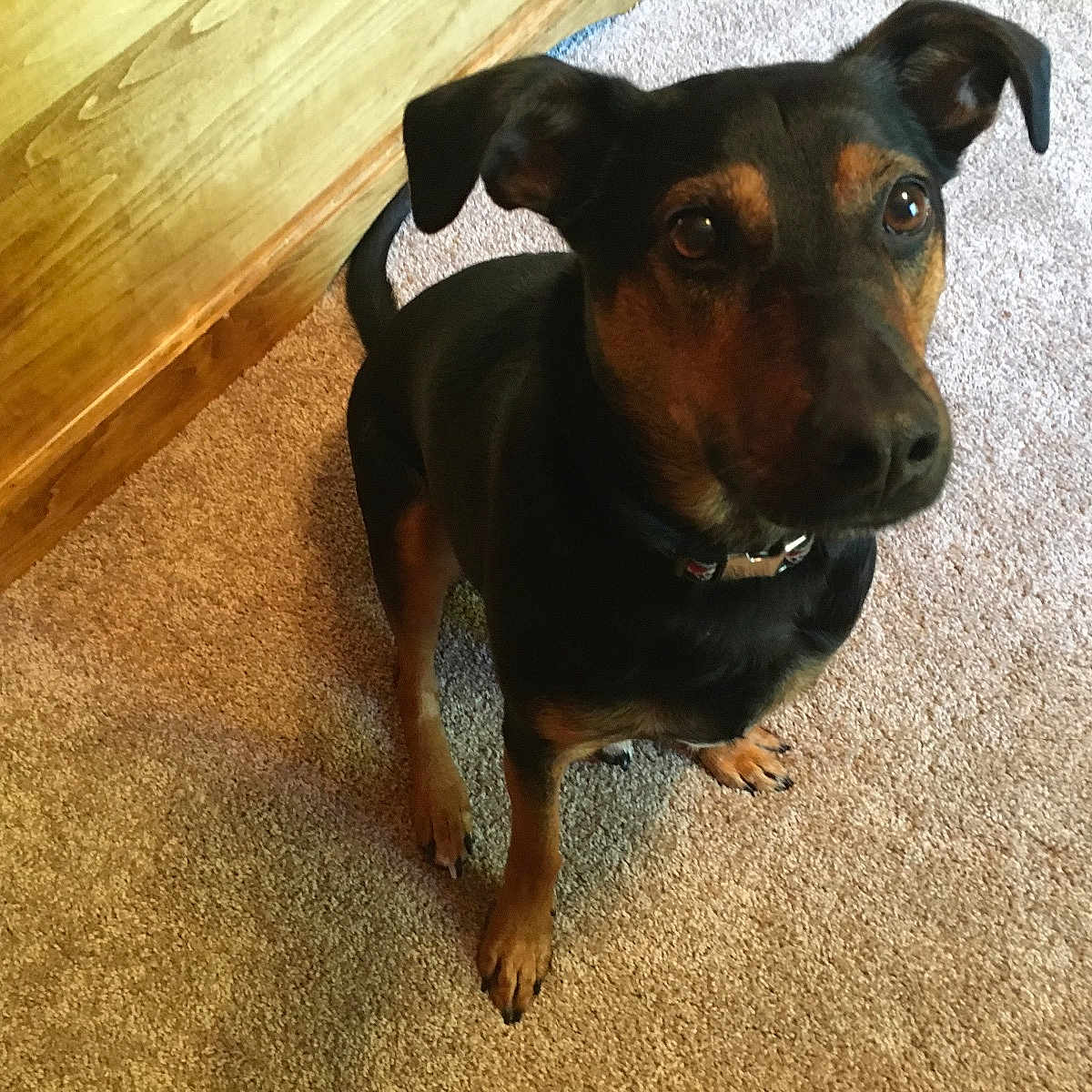 Scamp joined the competition — help win amazing prizes!