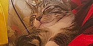 Doobee is registered to the contest to win money with this photo: cat, tabby, sleeping, paw, blanket, red, black, checkered, handbag, coach, floral, gold_chain, fur, whiskers, closed_eyes, cute, pet, indoor, relaxing, cozy