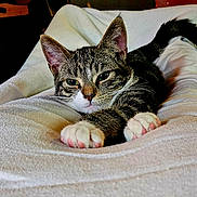 Doobee joined the competition — help win amazing prizes! animal, cat, closeup, cozy, cute, domestic, ears, feline, fur, indoor, kitten, paw, pet, relaxed, resting, sleepy, stretching, tabby, whiskers, white_blanket