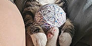 Doobee is registered to the contest to win money with this photo: blanket, cat, claws, cozy, cute, domestic_animal, fur, human_arm, indoor, kitten, paws, pet, playful, relaxed, resting, small_animal, tabby, tattoo, whiskers, yarn_ball