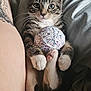 kitten, tabby, cat, yarn_ball, paws, whiskers, tattoo, human_arm, blanket, cozy, indoor, pet, cute, fur, relaxed, playful, claws, small_animal, resting, domestic_animal