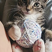 Doobee joined the competition — help win amazing prizes! kitten, cat, tabby, yarn, ball_of_yarn, paws, pink_paw_pads, fur, whiskers, close_up, cute, pet, animal, indoor, soft_light, playing, curious, cozy, resting, young_cat