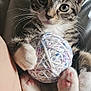 kitten, cat, tabby, yarn, ball_of_yarn, paws, pink_paw_pads, fur, whiskers, close_up, cute, pet, animal, indoor, soft_light, playing, curious, cozy, resting, young_cat