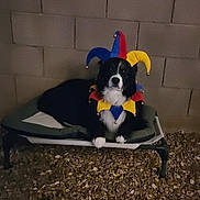 Toby is registered to the contest to win money with this photo: animal, black_and_white_dog, brick_wall, canine, colorful, companion, costume, cute, dog, domestic_animal, funny, furry, gravel, jester_hat, looking_at_camera, night, outdoor, pet_bed, portrait, resting