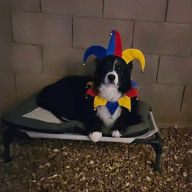 Toby