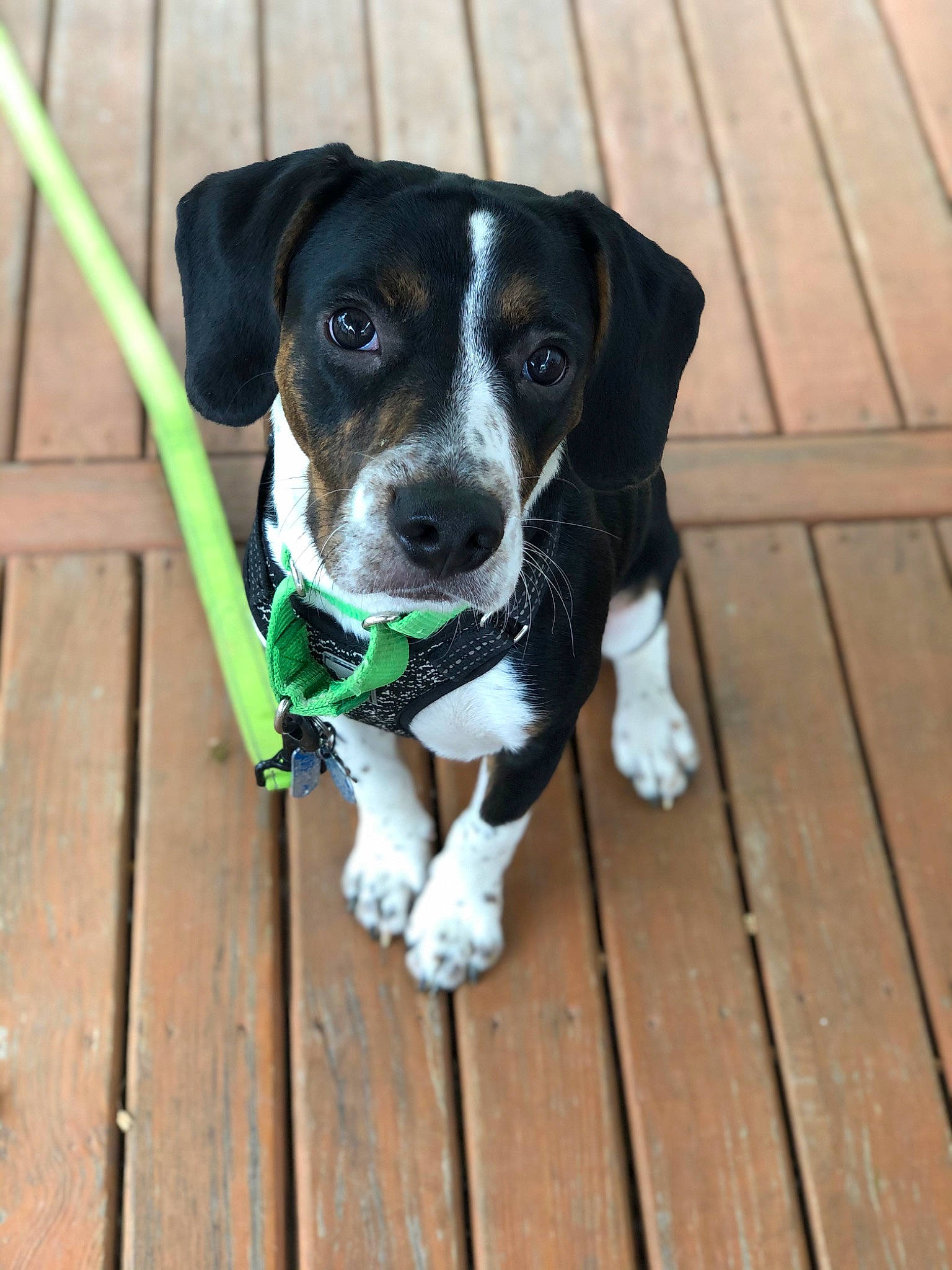 Simba joined the competition — help win amazing prizes! canidae, carnivore, collar, companion_dog, dog, dog_breed, dog_collar, dog_supply, fawn, hardwood, hound, personal_protective_equipment, pet_supply, plank, snout, sporting_group, whiskers, wood, working_animal, working_dog