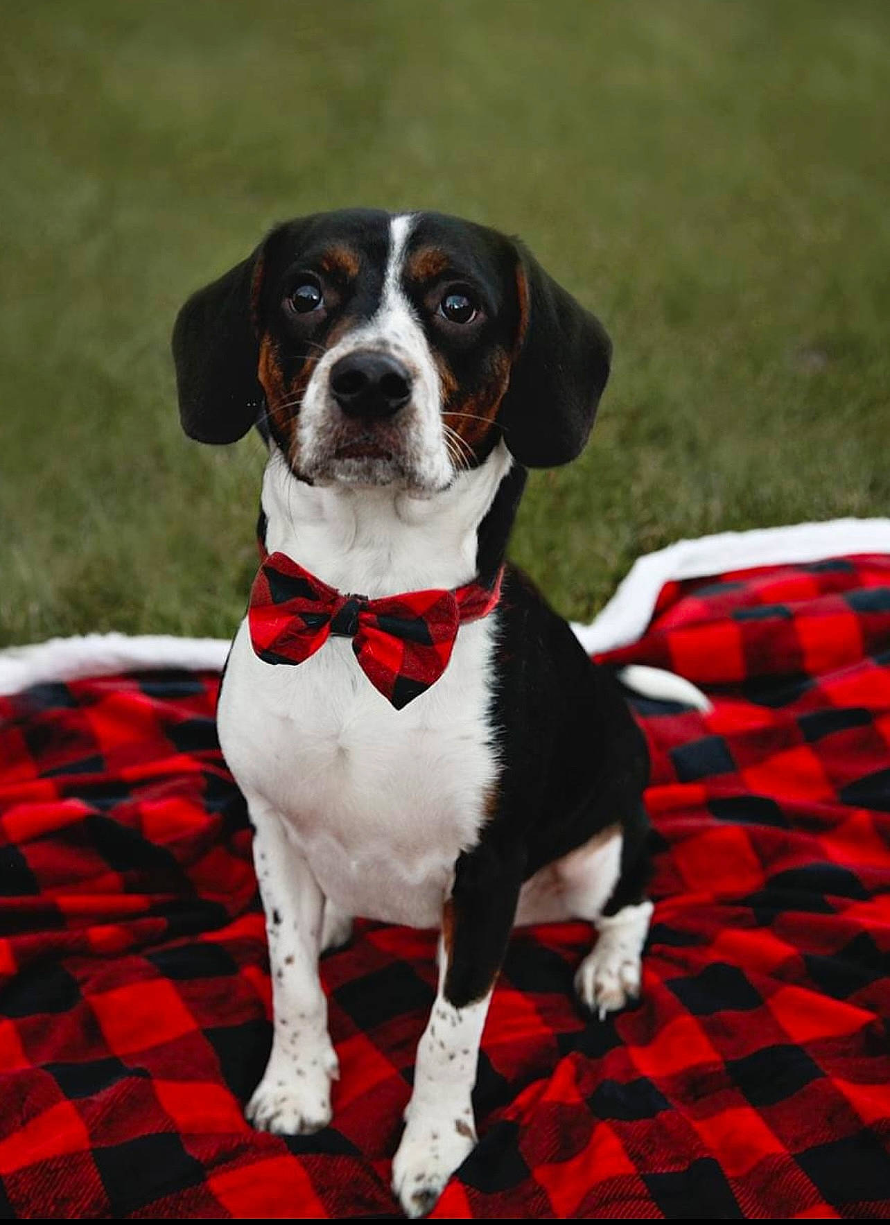 Simba joined the competition — help win amazing prizes! bow_tie, canidae, carmine, carnivore, collar, companion_dog, dog, dog_breed, dog_collar, dog_supply, gun_dog, leash, liver, pattern, plaid, snout, sporting_group, tail, tartan, working_animal