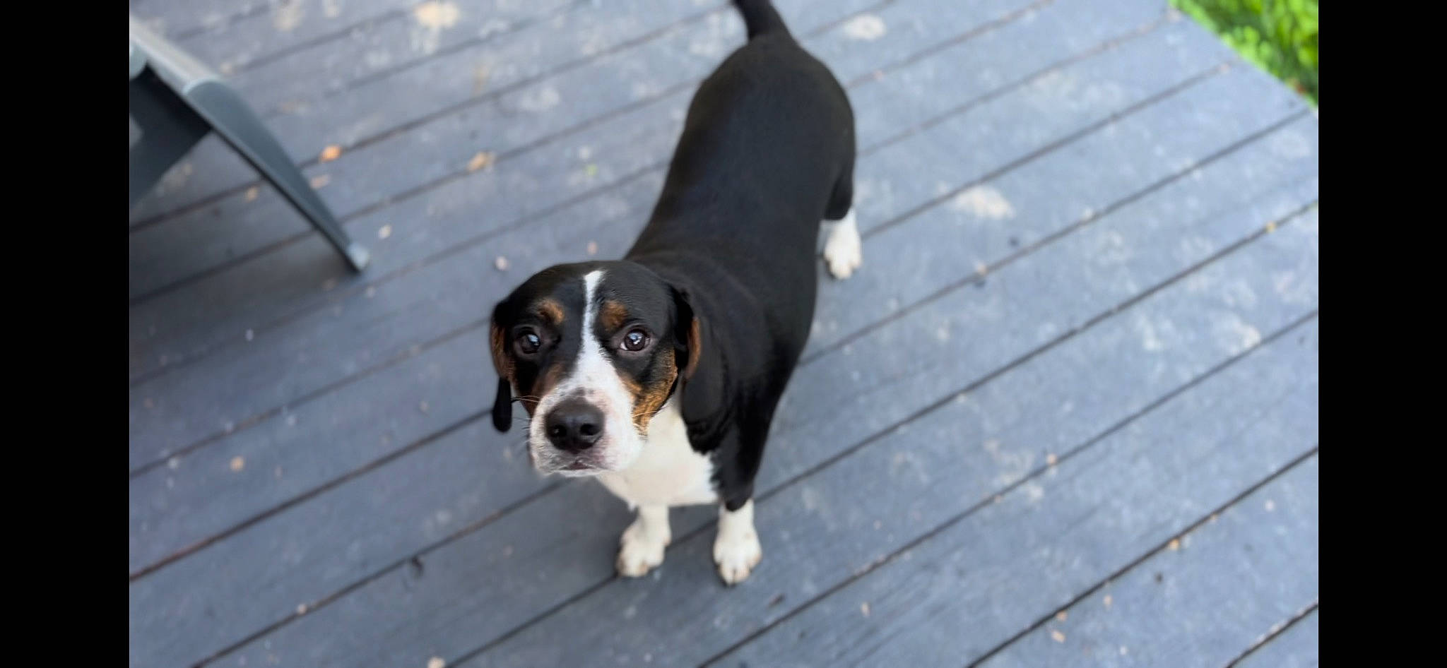 Simba is registered to the contest to win money with this photo: canidae, carnivore, companion_dog, dog, dog_breed, hound, hunting_dog, plant, puppy, scent_hound, snout, sporting_group, tail, terrestrial_animal, wood, working_animal, working_dog