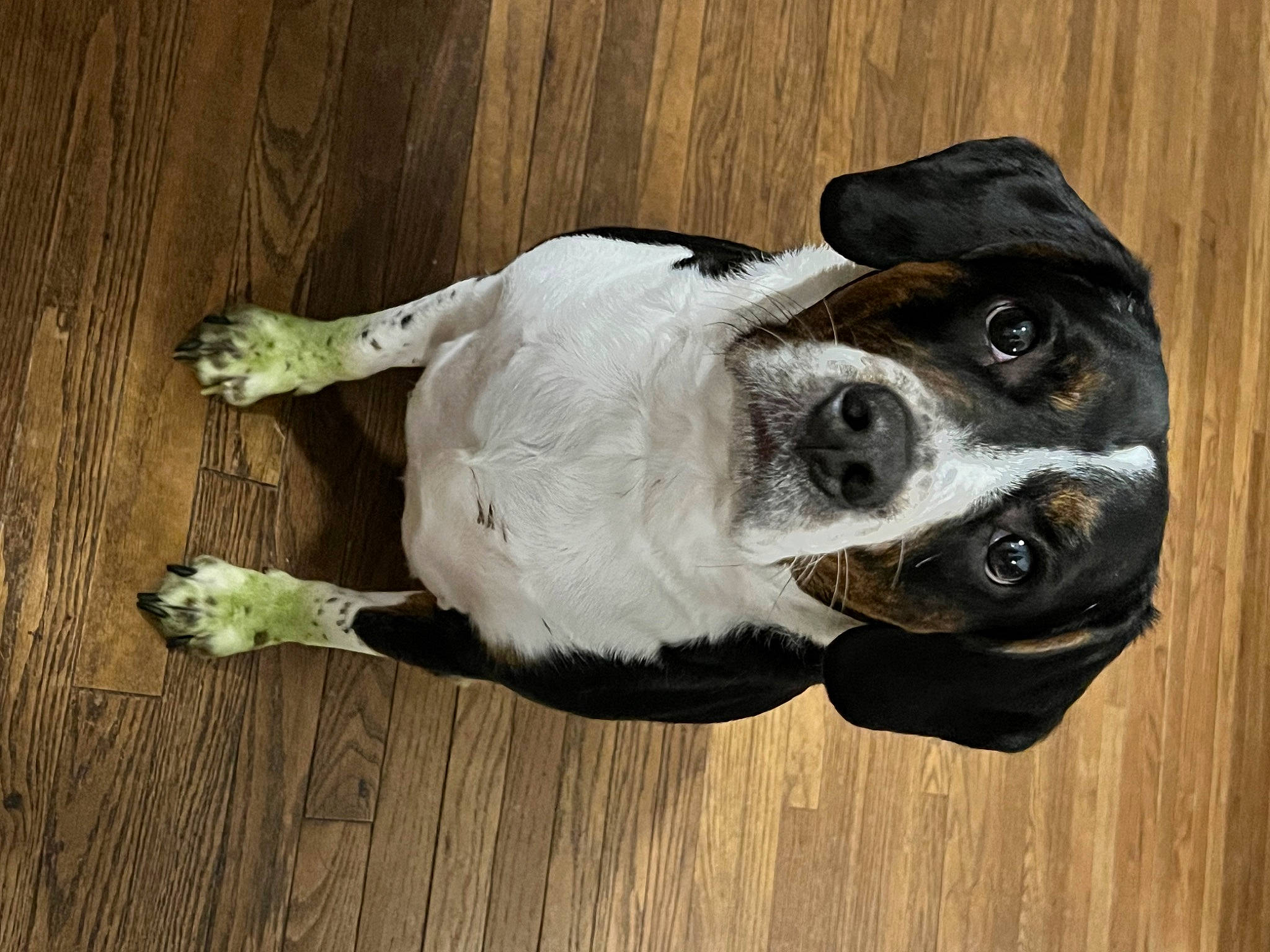 Simba is registered to the contest to win money with this photo: canidae, carnivore, collar, companion_dog, dog, dog_breed, dog_collar, eye, eyewear, fawn, fur, hardwood, plant, snout, sporting_group, tail, whiskers, window, wood, working_animal