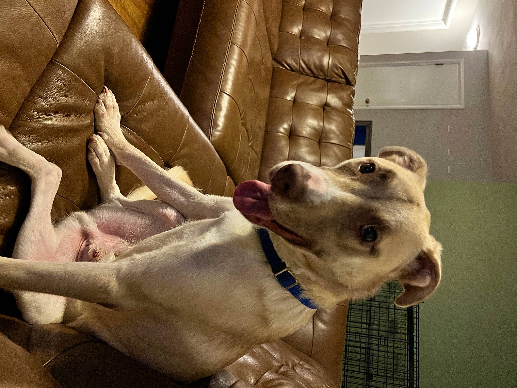 Diego joined the competition — help win amazing prizes! animal_shelter, canidae, carnivore, collar, comfort, companion_dog, couch, dog, dog_breed, dog_collar, dog_supply, fawn, guard_dog, liver, pet_supply, service, snout, sporting_group, whiskers, working_animal