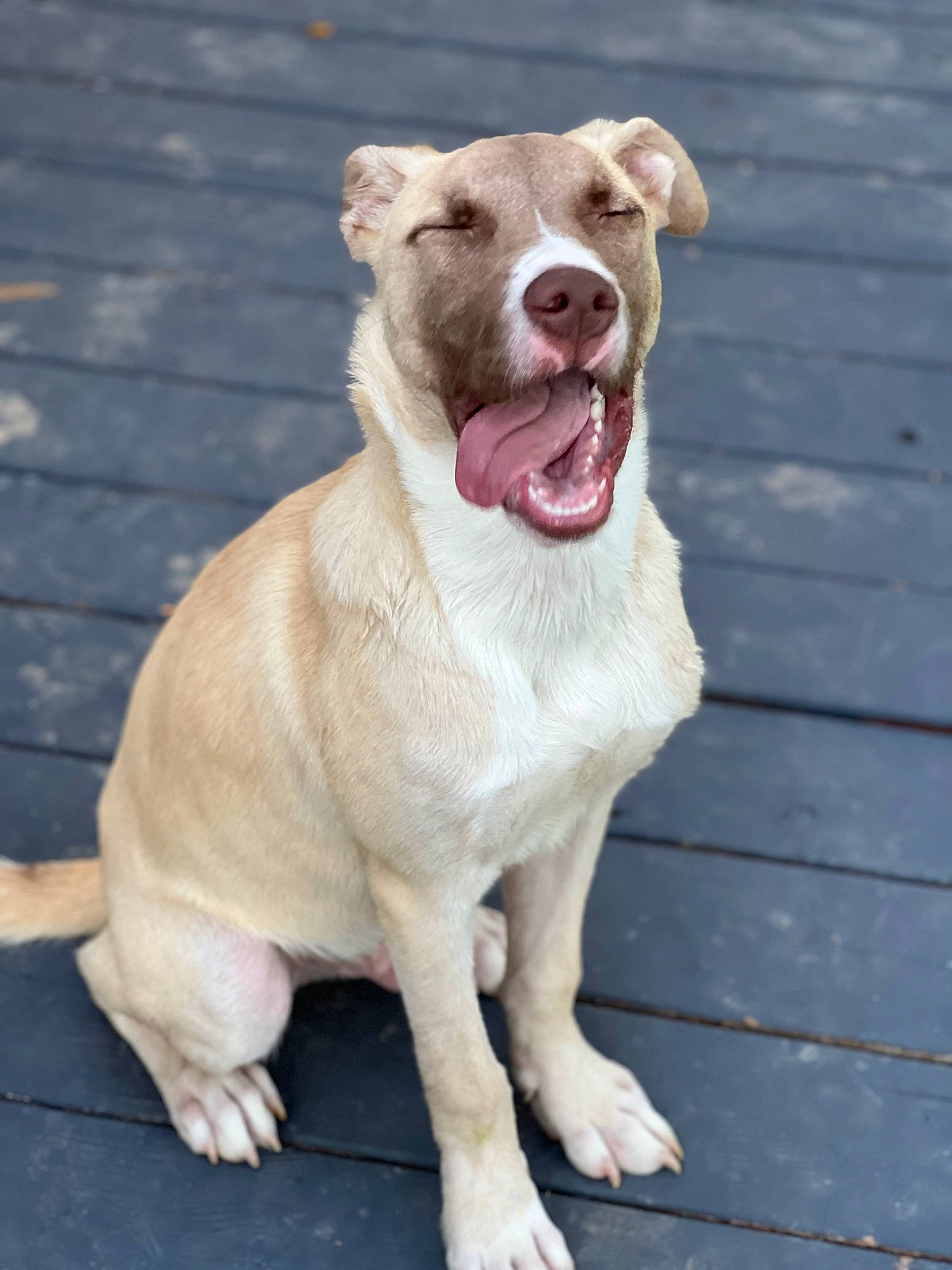 Diego joined the competition — help win amazing prizes! canidae, carnivore, collar, companion_dog, dog, dog_breed, dog_collar, fang, fawn, fur, jaw, liver, molosser, snout, sporting_group, tail, terrestrial_animal, whiskers, working_animal, yawn