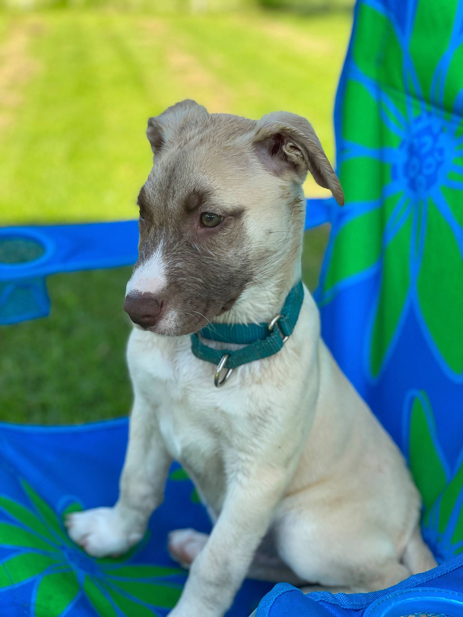 Diego is registered to the contest to win money with this photo: art, blue, canidae, carnivore, chair, collar, companion_dog, dog, dog_breed, dog_collar, dog_supply, electric_blue, fawn, non_sporting_group, pet_supply, recreation, snout, sporting_group, terrestrial_animal, working_animal