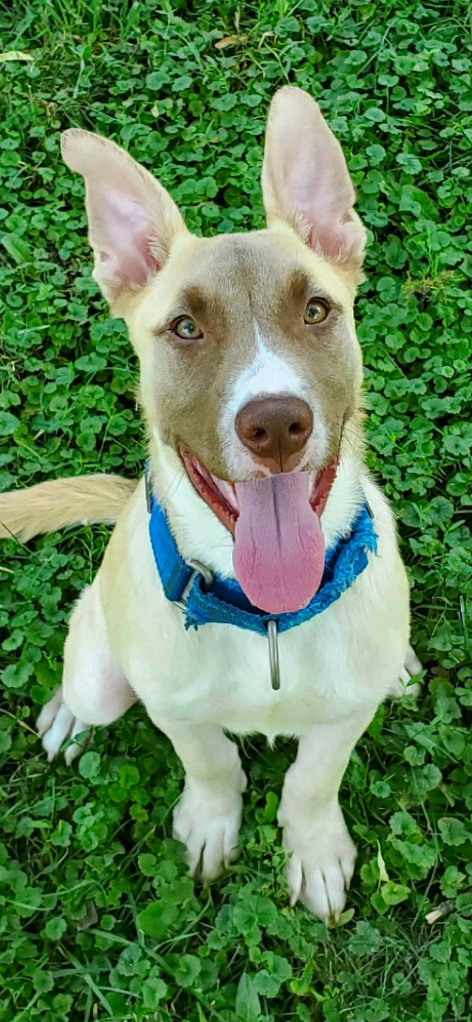 Diego joined the competition — help win amazing prizes! canidae, carnivore, collar, companion_dog, dog, dog_breed, dog_collar, dog_supply, fashion_accessory, fawn, grass, happy, leash, monoplane, pet_supply, plant, snout, sporting_group, whiskers, working_animal