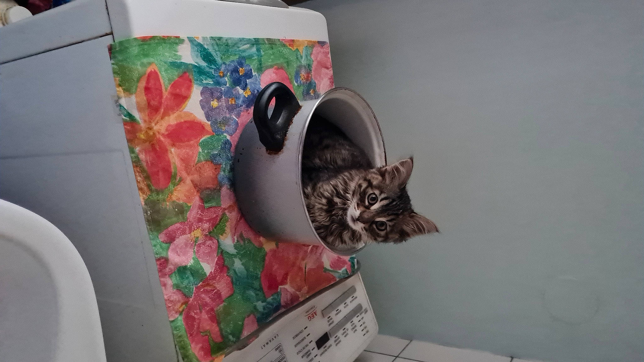 Sonic a rejoint le concours — aidez-le/la à gagner de superbes lots ! carnivore, cat, cup, domestic_short_haired_cat, drinkware, felidae, fur, home_accessories, linens, pattern, pet_supply, porcelain, room, serveware, shelf, shelving, small_to_medium_sized_cats, tail, visual_arts, whiskers