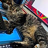 cat, close_up, computer_monitor, curious, desktop, electronics, feline, fur, home_office, indoor, keyboard, laptop, paw, pet, relaxed, resting, screen, tabby_cat, technology, whiskers