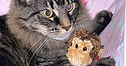 Prince Kevin Bacon Mcbride is registered to the contest to win money with this photo: animal, bed, cat, closeup, cozy, cute, feline, floral_pattern, indoor, monkey_toy, paws, pet, pink_background, plush_toy, relaxed, soft_toy, striped_fur, tabby, whiskers, yellow_eyes