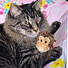 animal, bed, cat, closeup, cozy, cute, feline, floral_pattern, indoor, monkey_toy, paws, pet, pink_background, plush_toy, relaxed, soft_toy, striped_fur, tabby, whiskers, yellow_eyes