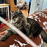 animal, blanket, brown, cat, couch, floor, floral_pattern, furniture, home, indoor, looking_away, paw, person, pet, pillar, relaxing, tabby, table, whiskers, wooden_furniture