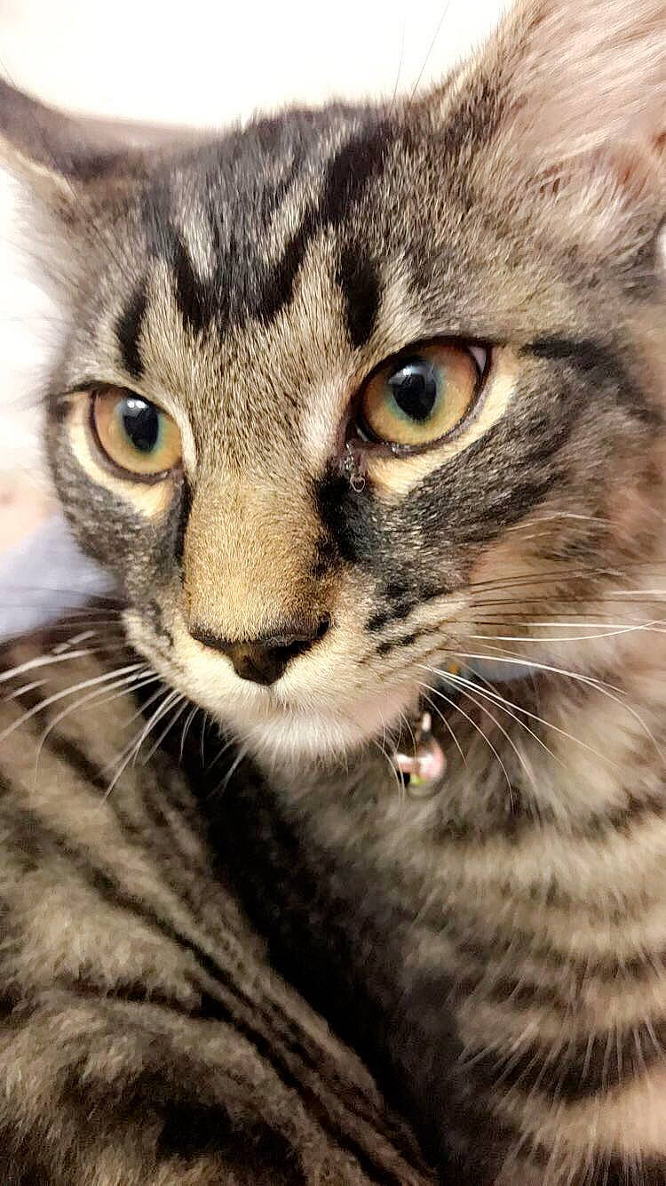 Prince Kevin Bacon Mcbride is registered to the contest to win money with this photo: american_shorthair, american_wirehair, asian, carnivore, cat, close_up, domestic_short_haired_cat, dragon_li, european_shorthair, eye, felidae, kitten, mammal, pixie_bob, siberian, small_to_medium_sized_cats, snout, tabby_cat, vertebrate, whiskers