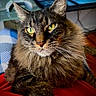 animal, blanket, cat, close_up, cozy, curious, feline, fluffy, fur, glass, green_eyes, home, indoor, looking, paw, pet, portrait, tabby_cat, table, whiskers