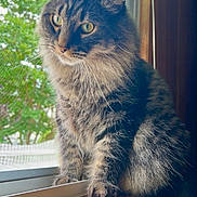 Prince Kevin Bacon Mcbride joined the competition — help win amazing prizes! animal, calm, cat, closeup, daylight, domestic_cat, feline, fluffy, green_eyes, indoor, looking_outside, mesh_screen, natural_light, pet, quiet, sitting, tabby, window, windowsill, wood