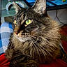 animal, background_blur, cat, close_up, cozy, detailed, domestic_cat, feline, fluffy, fur, green_eyes, home, indoor, looking_away, pet, portrait, relaxed, soft_light, tabby, whiskers