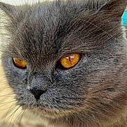 Macline Mcbride is registered to the contest to win money with this photo: cat, close_up, gray_fur, amber_eyes, whiskers, pet, animal, portrait, feline, soft_fur, indoor, cute, mammal, face, ears, nose, focus, detail, macro, expression