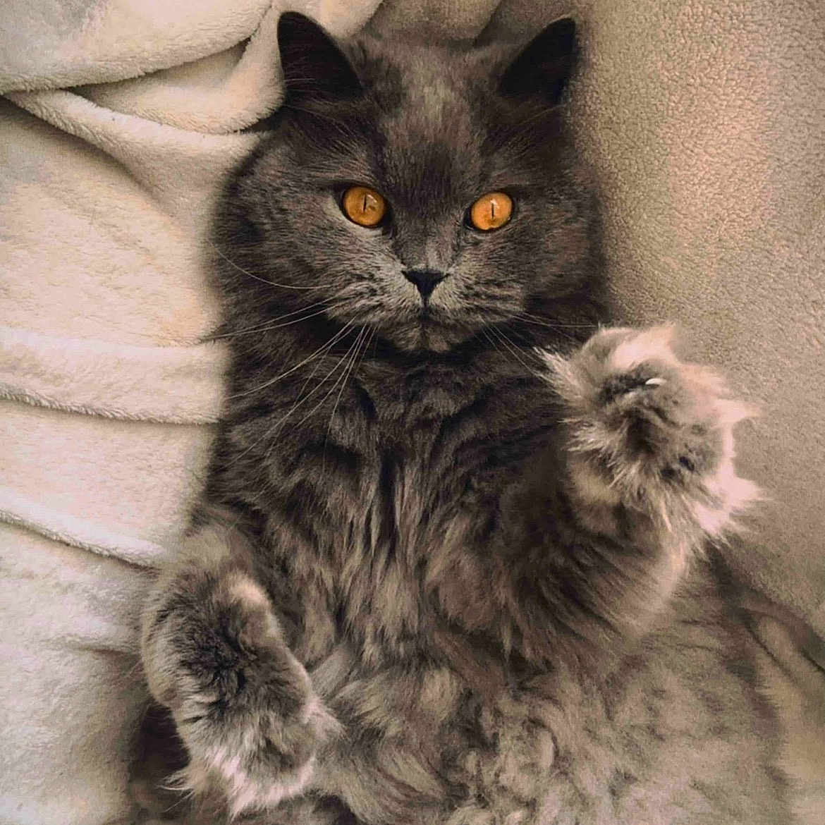 Macline Mcbride is registered to the contest to win money with this photo: cat, fluffy, gray, amber_eyes, paw, blanket, soft, fur, pet, animal, cute, relaxed, indoors, cozy, whiskers, closeup, mammal, feline, portrait, sleepy